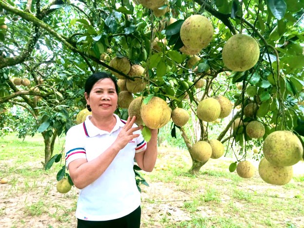 Trù phú vườn bưởi Đặc sản bên lòng hồ Thác Bà