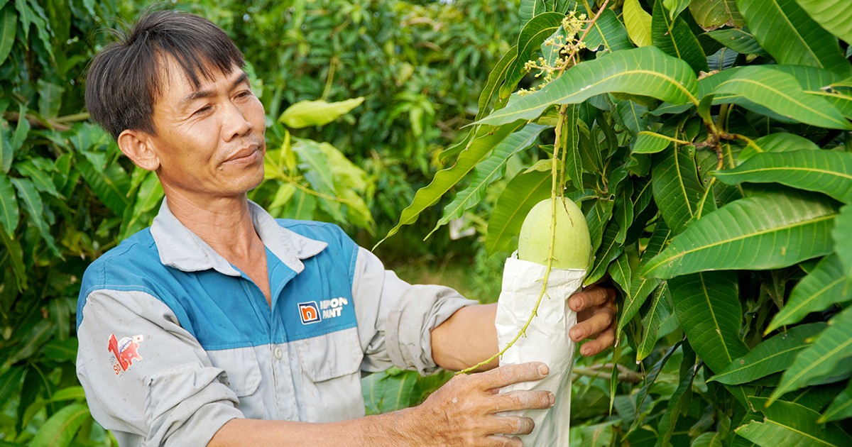 Khó khăn trong quản lý giống cây ăn quả Khó khăn trong quản lý giống cây ăn quả