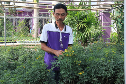 thị trường cây cảnh Tết phong phú với kiểng trúc mai