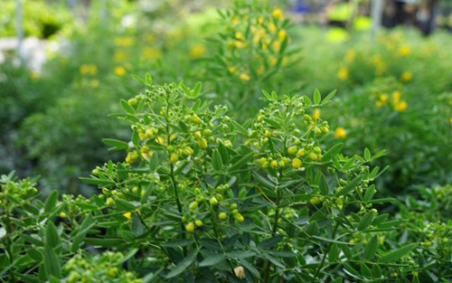 thị trường cây cảnh Tết phong phú với kiểng trúc mai