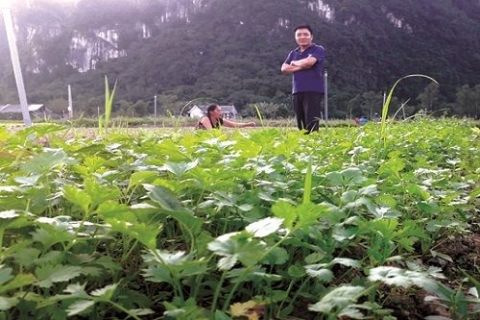 thi tran quy dat huyen minh hoa quang binh tap trung dau tu phat trien mo hinh vuon rau sach