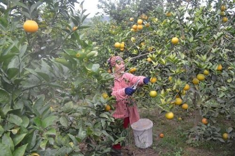 huyen hoanh bo quang ninh diem sang trong phong trao xay dung nong moi