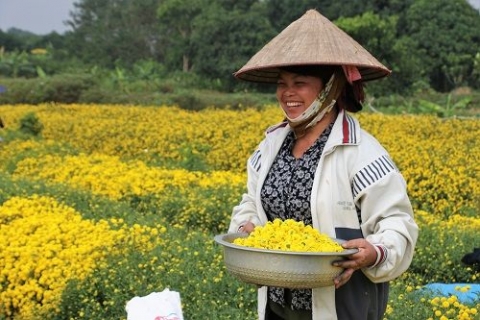 ruc vang canh dong hoa cuc tien vua o hung yen