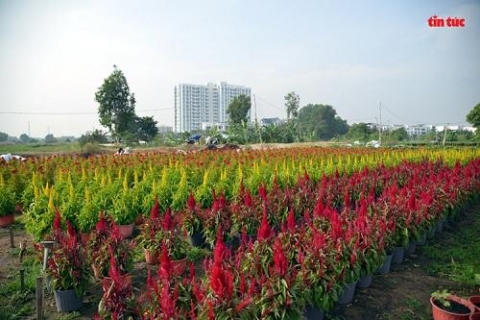 tphcm lang hoa tat bat nhung ngay giap tet