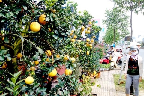 hoa kieng tet bat dau do ve tphcm