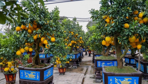 vuon buoi triu qua choi tet o hung yen