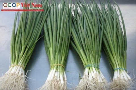 Chặng đường phát triển loại gia vị “quốc dân” Hành lá Cổ Loa