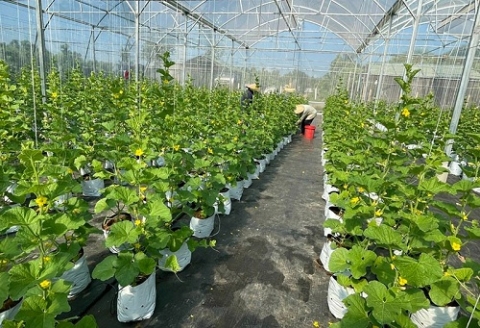 Quảng Bình: Dấu ấn công tác khuyến nông