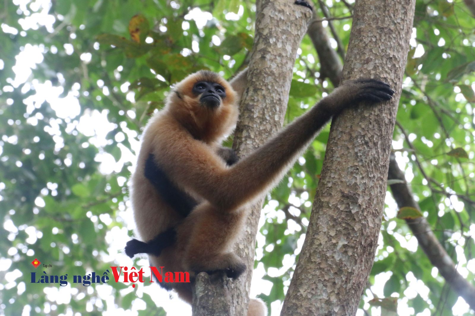 Cứu hộ động vật hoang dã ở Vườn quốc gia Cát Tiên vẫn còn nhiều ...