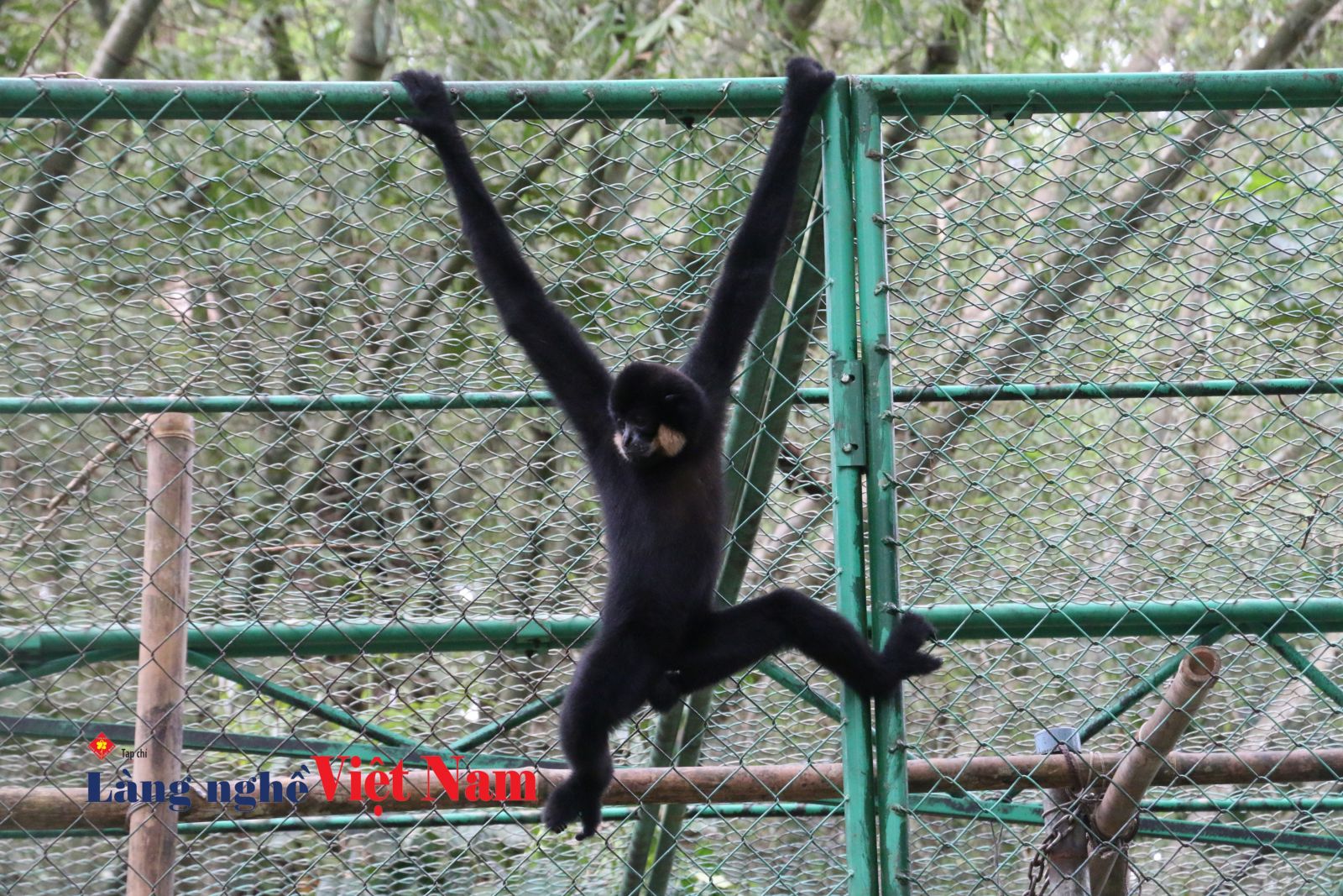 Cứu hộ động vật hoang dã ở Vườn quốc gia Cát Tiên vẫn còn nhiều ...