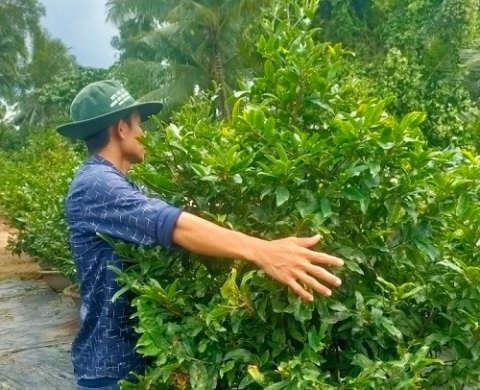 Trồng thứ cây trưng ngày Tết, 9x Bến Tre thu lãi hơn 1 tỷ đồng/năm