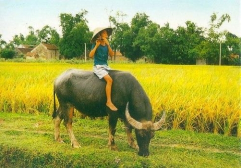giai thoai nam suu