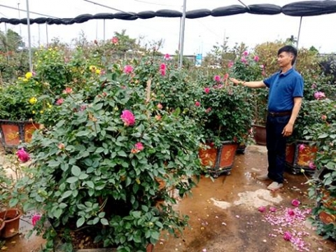 huyen van giang hung yen lang hoa cay canh phung cong nhon nhip ngay tet