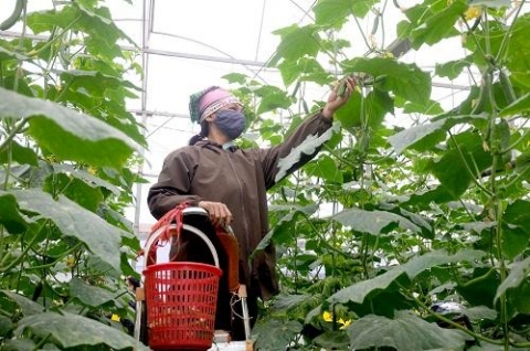 chu trong bao dam an toan thuc pham trong linh vuc nong nghiep