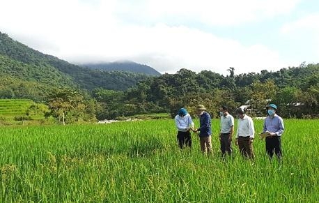 thanh hoa nep cay noi san pham ocop dau tien cua huyen muong lat