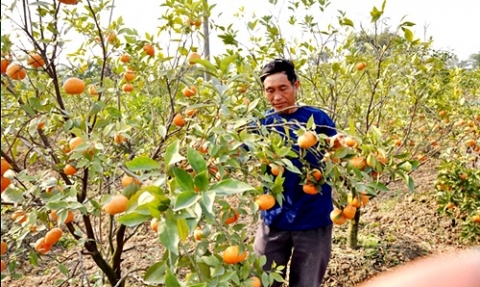huyen dong trieu quang ninh nang tam thuong hieu san pham ocop