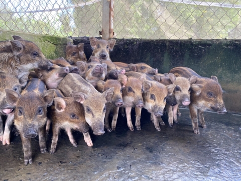 Tỉnh Long An: Triển vọng từ mô hình nuôi heo rừng lai