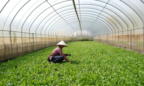 nang cao gia tri cho nong san tu nong nghiep huu co