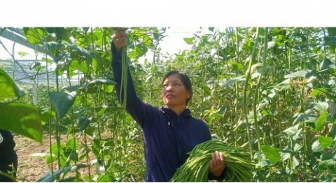 75 tan dau dua ngam muoi cua lao cai lan dau tien xuat khau sang thi truong nhat ban