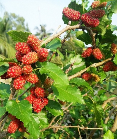 an giang nang cao gia tri hang hoa nong thon tu ocop