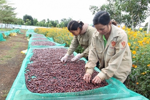 Đổi mới tư duy để phát triển nông nghiệp bền vững