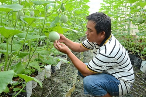 Tiền Giang - Sản xuất nông sản theo hướng sạch và an toàn