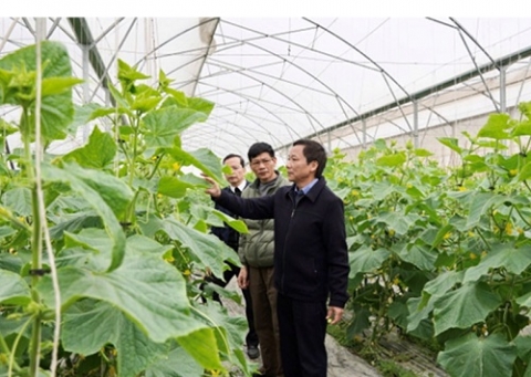 Bắc Giang: Hợp tác xã là động lực phát triển nông nghiệp