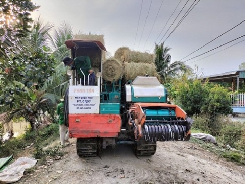 Thêm nguồn thu từ rơm tươi sau khi thu hoạch lúa Đông Xuân ở Đồng Tháp
