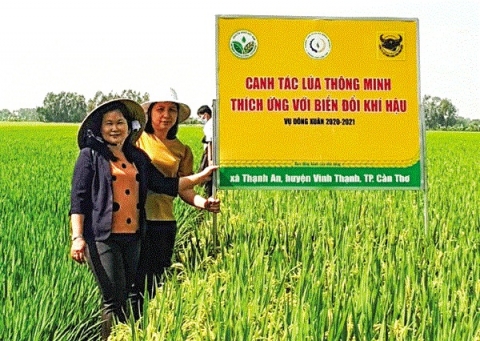 Nhân rộng mô hình canh tác lúa thân thiện với môi trường