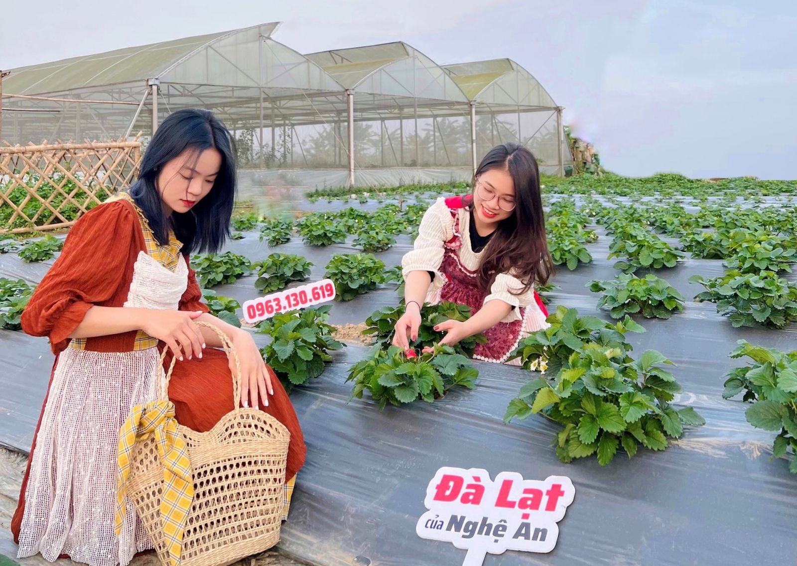 Nghệ An: Chàng trai khởi nghiệp trồng dâu tây Đà Lạt