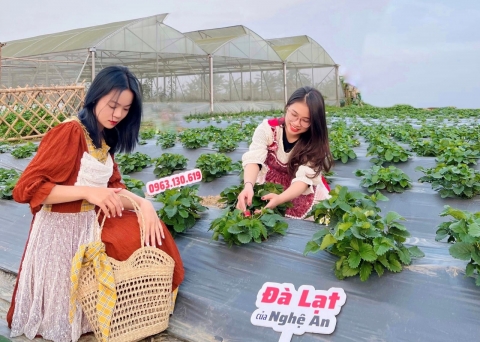 Nghệ An: Chàng trai khởi nghiệp trồng dâu tây Đà Lạt
