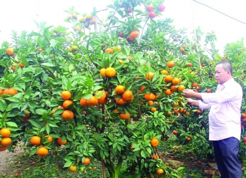 thanh hoa san pham ocop chua phat trien tuong xung voi tiem nang vung dtts va mien nui