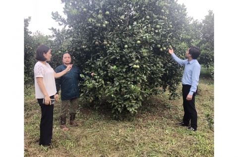 nang cao hieu qua cay trong o nhung vung chuyen doi