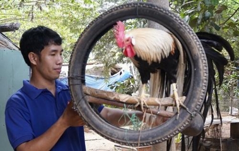 binh dinh cu nhan bo viec o pho ve que nuoi chim tri thanh cong ngoai mong doi