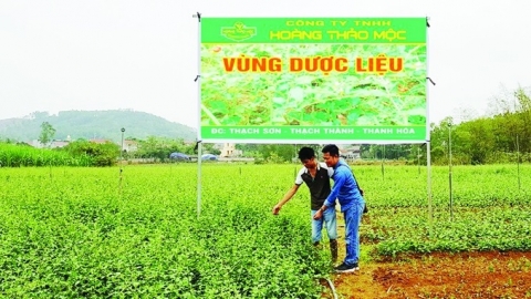 xay dung vung nguyen lieu cho cac san pham ocop
