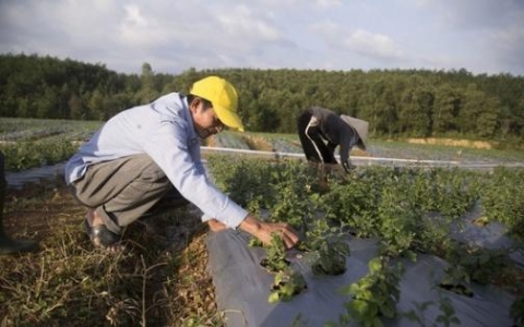 quang tri cay duoc lieu mo huong lam giau