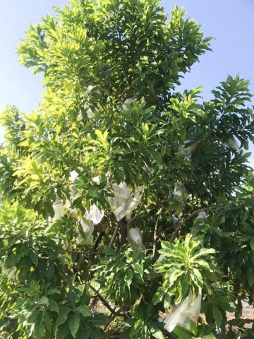 an giang trien vong tu cay vu sua hoang kim