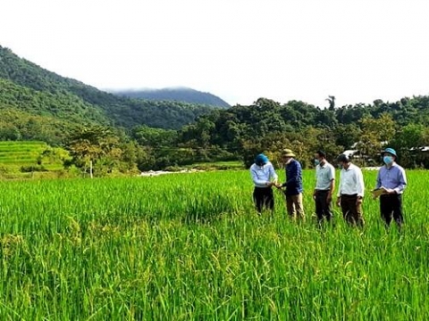 muong lat thanh hoa cep cay noi san pham ocop
