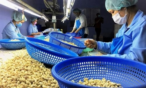 vu 100 container hat dieu xuat sang italia bo cong thuong vao cuoc ho tro doanh nghiep