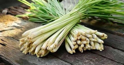 8 cong dung tuyet voi tu sa 1