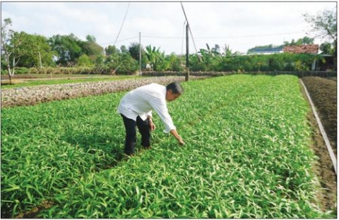 tphcm huyen binh chanh dat chuan nong thon moi
