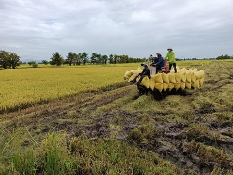 an giang chau phu phat trien cac vung chuyen canh gan voi co so che bien