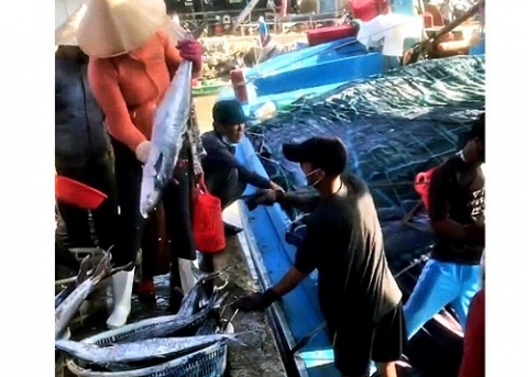 quang tri giu gin va phat trien nghe khai thac ca thu