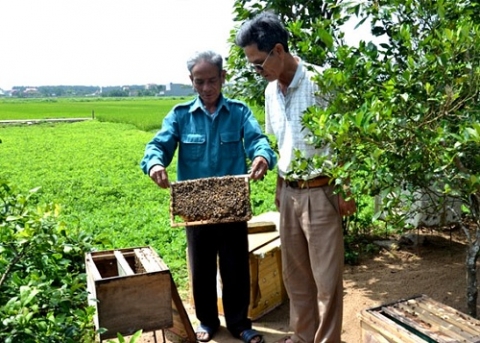 thanh hoa nghe nuoi ong lay mat o xa da loc