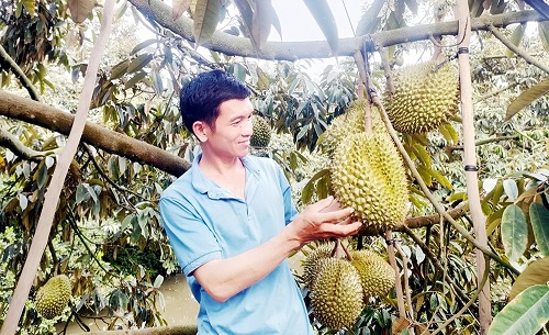 An Giang: Tăng thêm giá trị trái sầu riêng