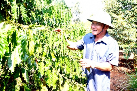 Bà Rịa - Vũng Tàu: Tái canh cà phê để phát triển nông nghiệp
