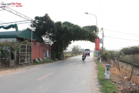 lang hoa me linh vua hoa lon cua thu do ha noi