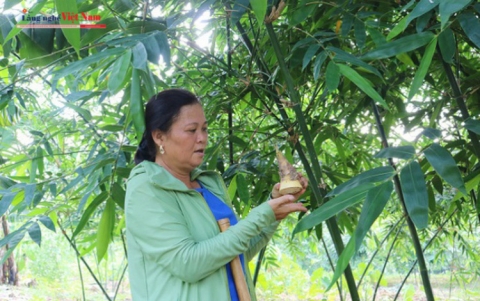 mang luc truc lam sinh ngoc chau san pham ocop 4 sao cua huyen tan yen