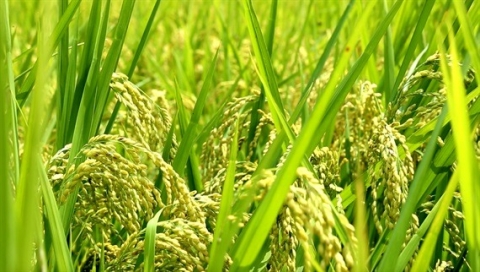 Giống lúa "Hạt ngọc trời" của đồng bào Gia Rai