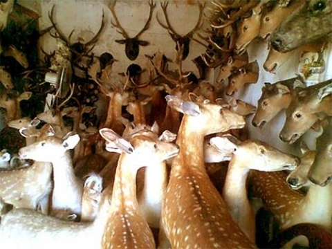 hap dan nghe lam thu nhoi bong